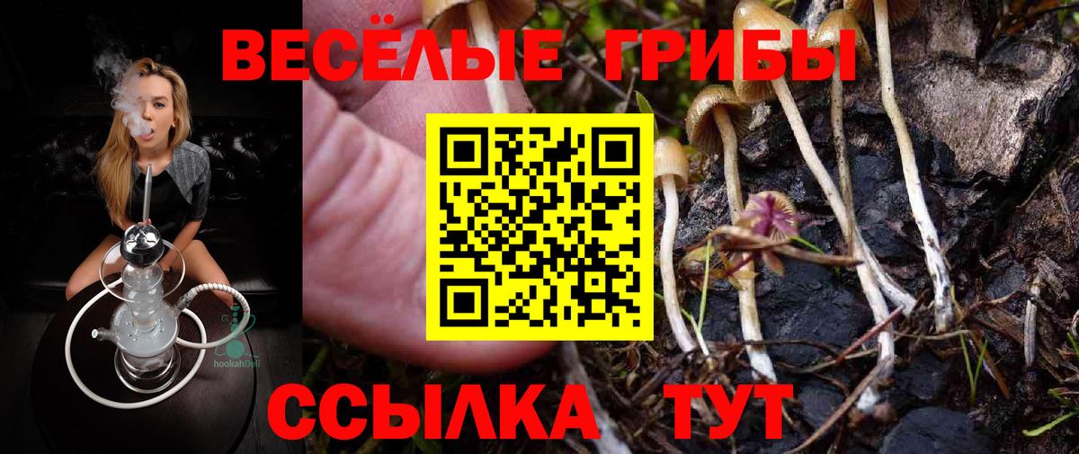 Псилоцибиновые грибы Psilocybe Дивногорск